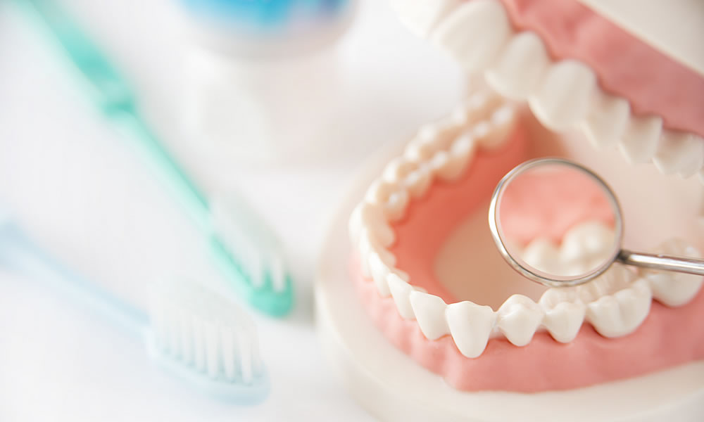 画像：歯の模型